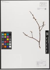 Foto von Salix L.